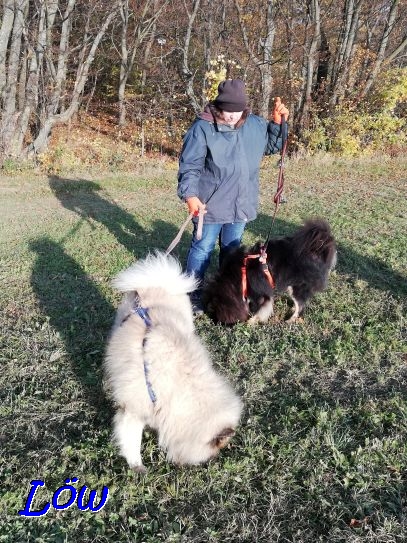 13.11.2020 - Trüffelhunde?